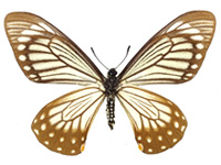 Papilio epycides hypochra ♀ Up.
