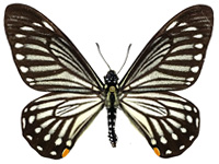 Papilio epycides camilla ♂ Up.