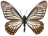 Papilio epycides camilla ♂ Un.