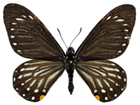 Papilio epycides camilla ♂ Up.