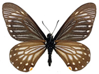 Papilio epycides camilla ♂ Un.