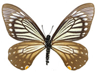 Papilio epycides camilla ♀ Un.