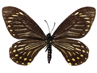 Papilio epycides camilla ♀ Up.