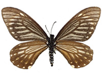 Papilio epycides camilla ♀ Un.