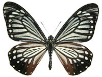 Papilio epycides imitata ♂ Up.