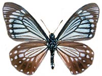 Papilio epycides imitata ♂ Un.