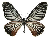 Papilio epycides imitata ♂ Up.