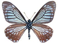 Papilio epycides imitata ♂ Un.