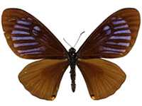 Papilio slateri slateri ♂ Up.
