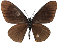 Papilio slateri slateri ♂ Un.
