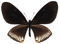 Papilio slateri tavoyanus ♂ Up.