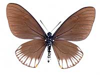 Papilio slateri marginata ♂ Up.