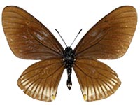 Papilio slateri marginata ♂ Un.