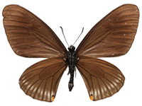 Papilio slateri marginata ♂ Un.