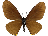 Papilio slateri marginata ♂ Up.