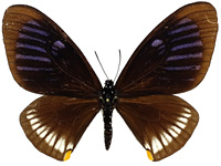Papilio slateri marginata ♀ Up.