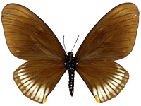 Papilio slateri marginata ♀ Up.