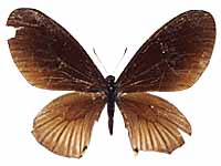 Papilio slateri perses ♀ Up.