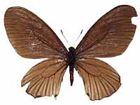 Papilio slateri perses ♀ Un.