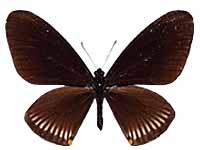 Papilio slateri hainanensis ♂ Up.