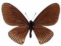 Papilio slateri hainanensis ♂ Un.