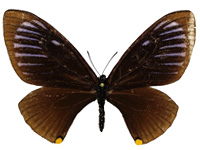 Papilio slateri hainanensis ♀ Up.