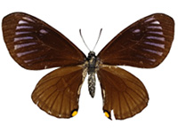 Papilio slateri hainanensis ♀ Up.
