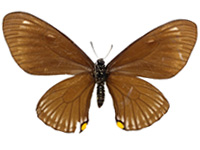 Papilio slateri hainanensis ♀ Un.