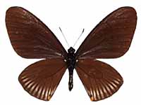 Papilio slateri ssp. ♂ Un.