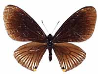 Papilio slateri ssp. ♂ Up.