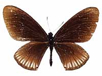 Papilio slateri ssp. ♂ Up.
