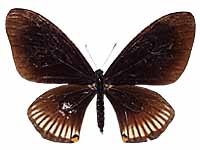 Papilio slateri ssp. ♀ Up.