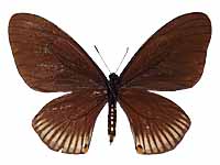 Papilio slateri ssp. ♀ Un.