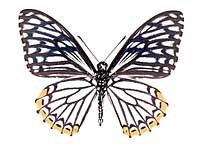 Papilio clytia clytia ♂ Un.