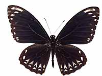 Papilio clytia clytia ♂ Up.