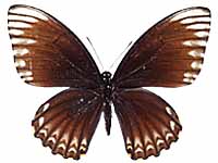 Papilio clytia clytia ♀ Up.
