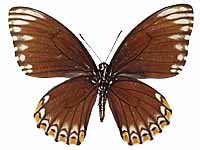 Papilio clytia clytia ♀ Un.