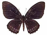 Papilio clytia clytia ♀ Up.