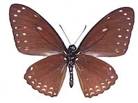 Papilio paradoxa telearchus ♂ Un.