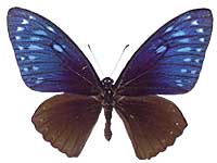 Papilio paradoxa telearchus ♂ Up.