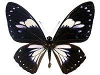 Papilio paradoxa telearchus ♂ Up.