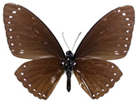 Papilio paradoxa telearchus ♂ Un.
