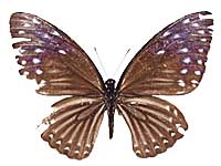 Papilio paradoxa telearchus ♀ Up.