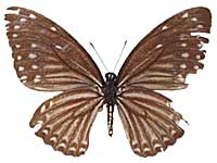 Papilio paradoxa telearchus ♀ Un.