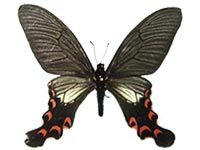 Papilio elwesi ♂ Up.