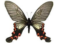 Papilio elwesi ♂ Un.
