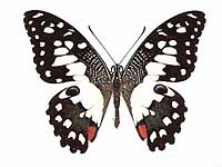 Papilio demoleus malayanus ♂ Up.