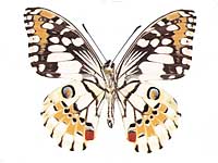 Papilio demoleus malayanus ♂ Un.