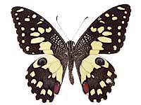 Papilio demoleus malayanus ♂ Up.