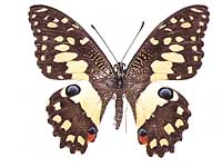 Papilio demoleus malayanus ♀ Up.